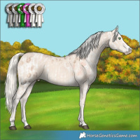 Horse Color:Chocolate Palomino Pearl Onyx Appaloosa  and Cremello Splash 