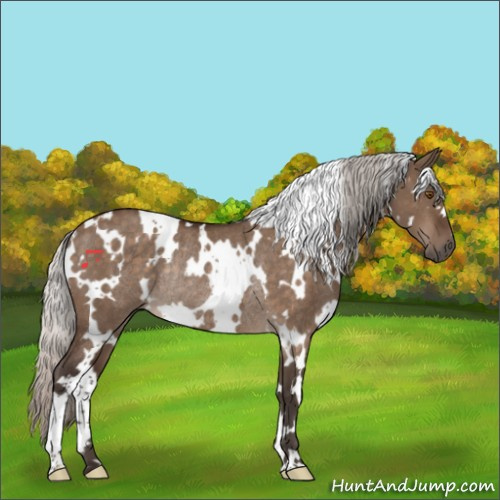 Horse Color:White Spotted Silver Brown Dun Rabicano 