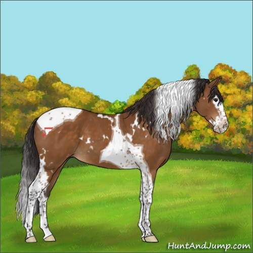 Horse Color:White Spotted Buckskin Splash Tobiano 