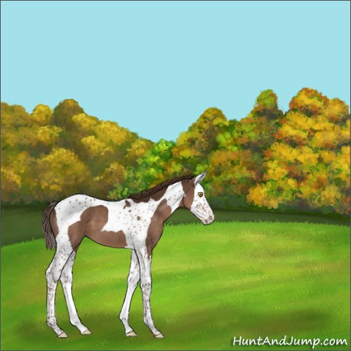 Horse Color:Liver Chestnut Splash Tobiano 