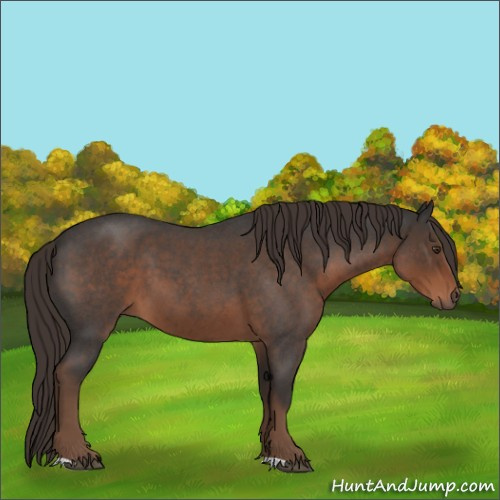 Horse Color:Liver Red Roan 