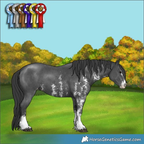 Horse Color:Black Sabino Appaloosa 