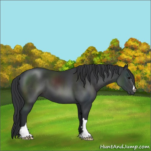 Horse Color:Black 