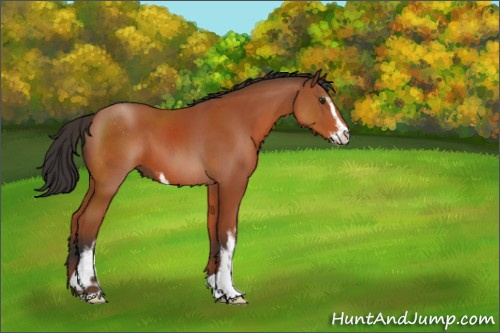 Horse Color:Brown Sabino 
