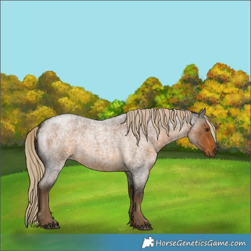 Horse Color:Chocolate Palomino Roan 