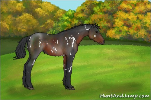 Horse Color:White Spotted Brown 