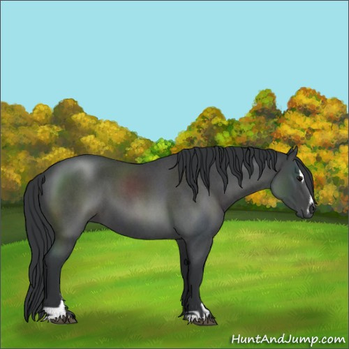 Horse Color:Blue Roan Sabino 