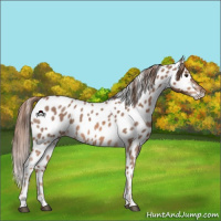 Horse Color:Red Roan Appaloosa 