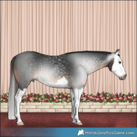 Horse Color:Gray Liver Chestnut Splash
