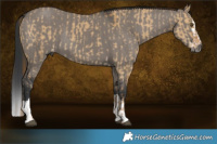 Horse Color:Gray Red Dun  and Grullo Splash Rabicano 