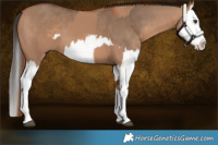 Horse Color:Red Dun Splash  and Bay Dun Splash 