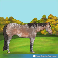 Horse Color:Bay Ice 