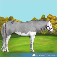 Horse Color:Black Splash Appaloosa 