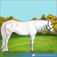 Horse Color:Palomino Roan Sabino Splash Appaloosa 