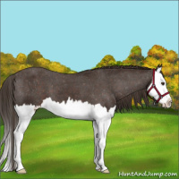 Horse Color:Liver Chestnut Sabino Splash Appaloosa 
