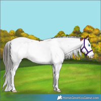 Horse Color:Bay Splash Tobiano Rabicano