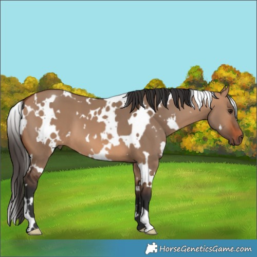 Horse Color:White Spotted Bay Dun 