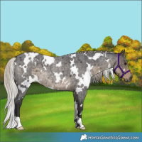 Horse Color:White Spotted Silver Smoky Blue Roan 