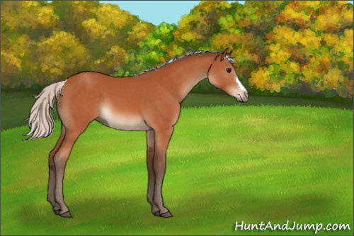 Horse Color:Silver Bay 