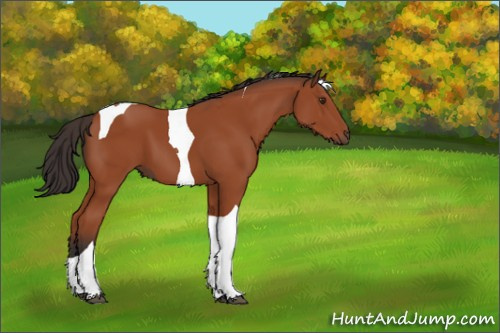 Horse Color:Brown Sabino Tobiano 