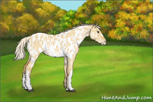 Horse Color:Silver Buckskin Dun Appaloosa 