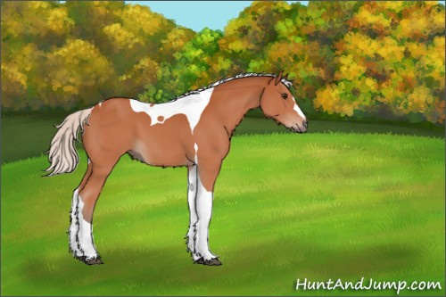 Horse Color:Silver Bay Tobiano 