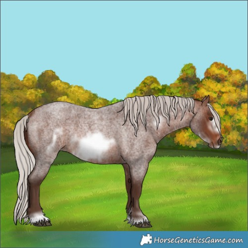 Horse Color:Silver Bay Roan Frame Rabicano 