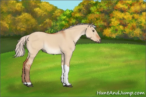 Horse Color:Silver Bay Dun Tobiano 