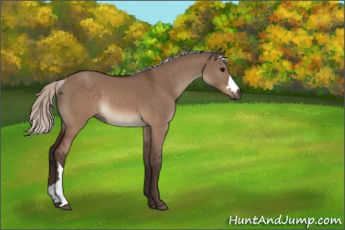 Horse Color:Silver Brown Dun 