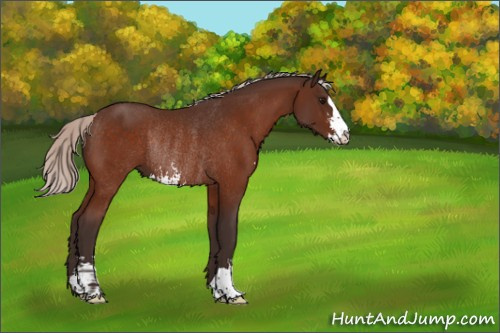 Horse Color:Silver Bay Sabino Rabicano 
