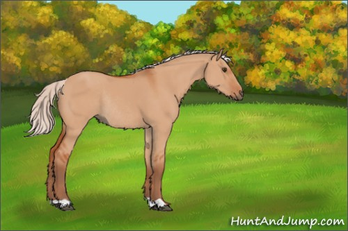 Horse Color:Silver Bay Dun Rabicano 
