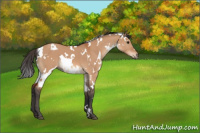 Horse Color:White Spotted Brown Dun 