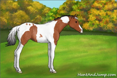 Horse Color:Bay Tobiano Rabicano 