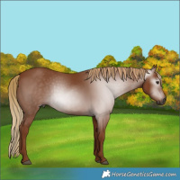 Horse Color:Gray Chestnut 