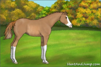 Horse Color:Chestnut Splash Rabicano