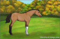 Horse Color:Gray Bay Dun Rabicano