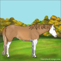Horse Color:Chestnut Splash 