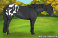 Horse Color:Black Appaloosa 