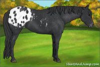 Horse Color:Black Appaloosa 