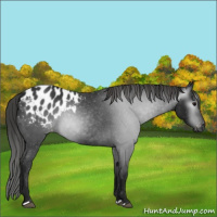 Horse Color:Gray Black Appaloosa