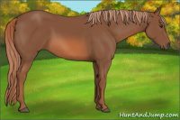 Horse Color:Chestnut Rabicano 