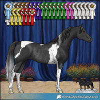 Horse Color:Black Tobiano Rabicano