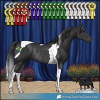 Horse Color:Black Tobiano Rabicano 