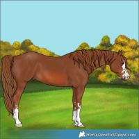 Horse Color:Chestnut 