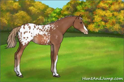 Horse Color:Chestnut Appaloosa 