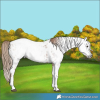 Horse Color:Gray Chestnut Tobiano Near Leopard