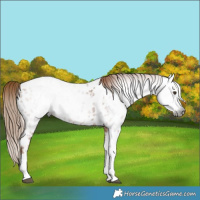 Horse Color:Gray Chestnut Tobiano Appaloosa