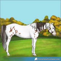 Horse Color:Bay Splash Tobiano Appaloosa
