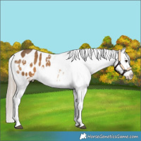 Horse Color:White Spotted Chocolate Palomino Appaloosa