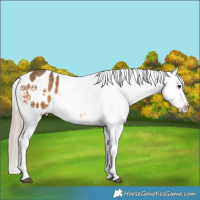 Horse Color:White Spotted Chocolate Palomino Appaloosa